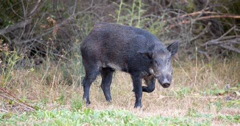 Report: Feral hogs still a problem in dozens of Missouri counties